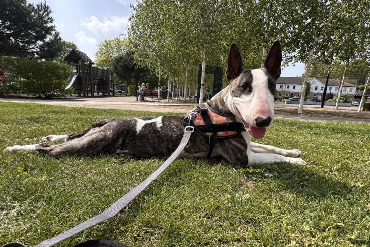 Un English Bulldog Terrier allongé sur un terrain herbeux et qui est tenu en laisse 