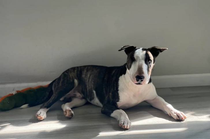 Un English Bulldog Terrier allongé sur un plancher et regardant vers la caméra 