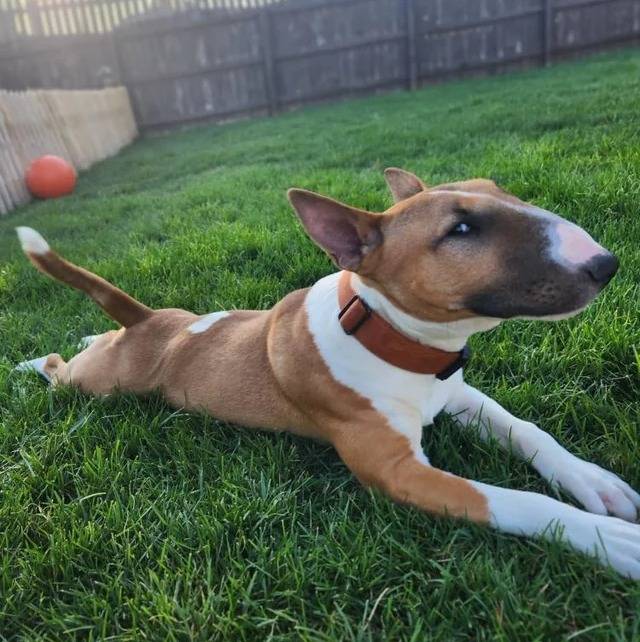 Un English Bulldog Terrier allongé sur une surface gazonnée et portant un collier autour du cou 