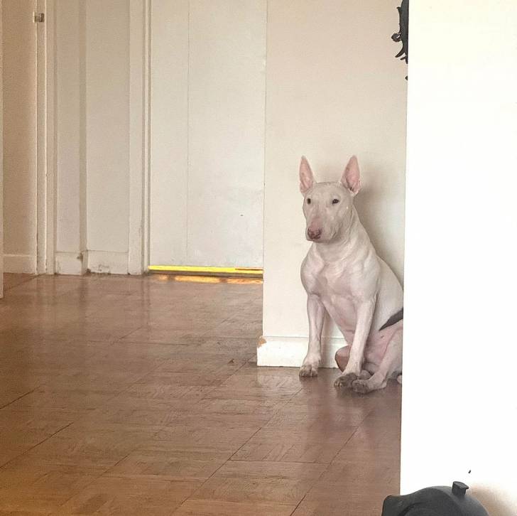 Un English Bulldog Terrier assis sur un plancher 