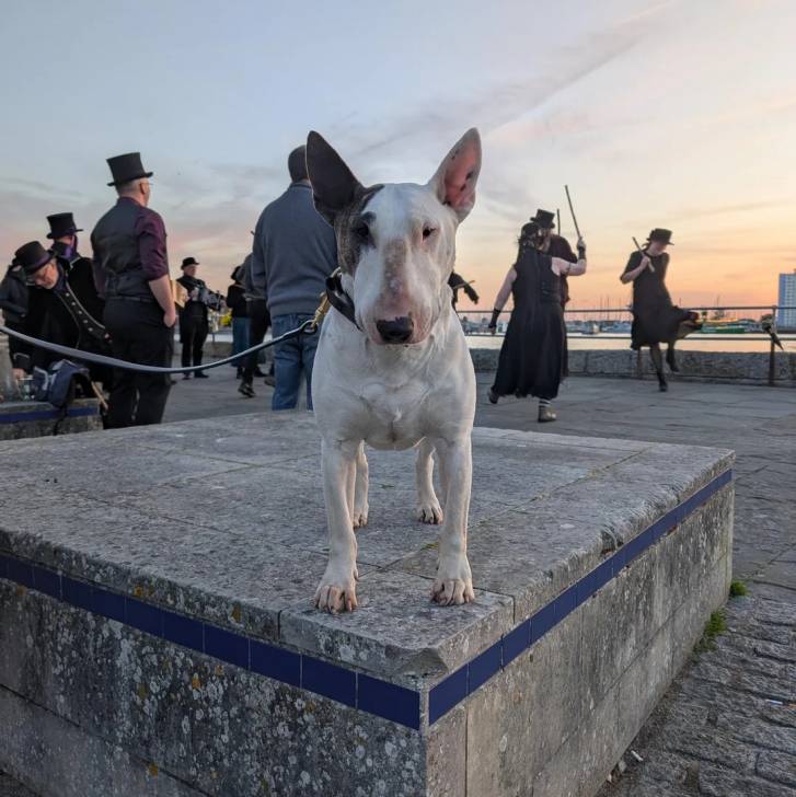Un English Bulldog Terrier sur une surface bétonnée et qui est tenu en laisse 