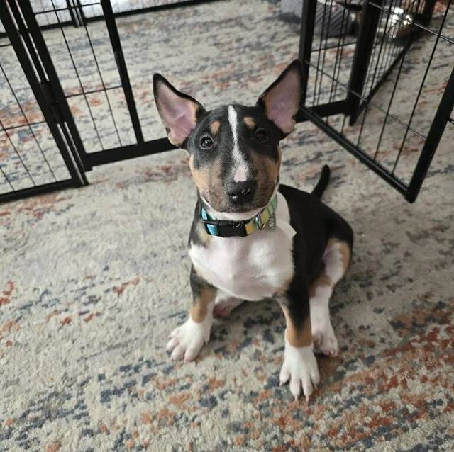 Un English Bulldog Terrier assis sur un tapis et portant un collier autour du cou