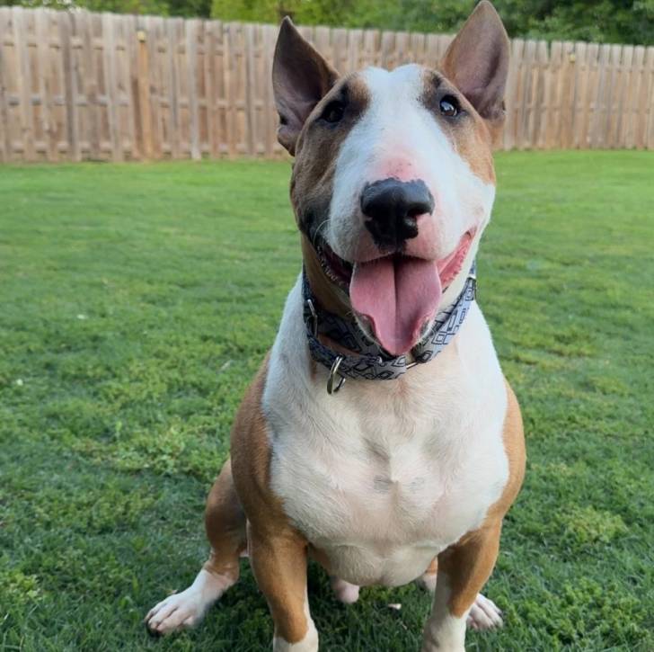 Un English Bulldog Terrier tirant la langue et portant un collier autour du cou