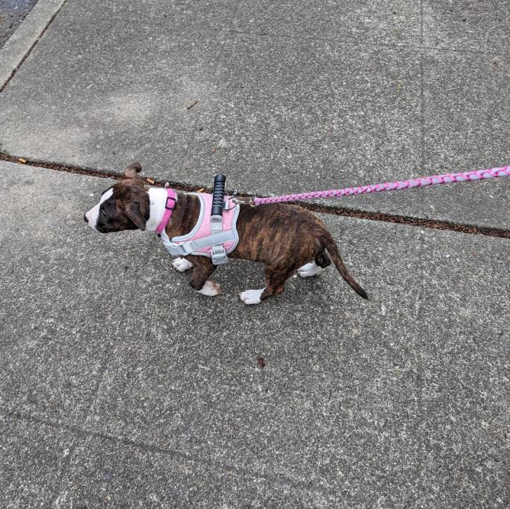 Un English Bulldog Terrier marchant sur une surface bétonnée et qui est tenu en laisse