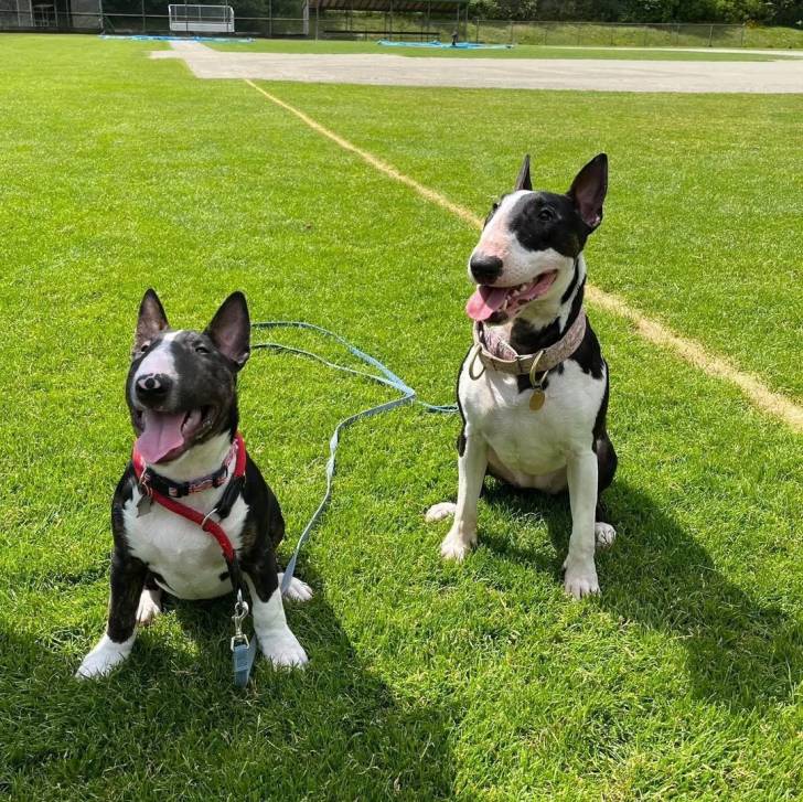 Deux English Bulldog Terrier assis sur une surface gazonnée et qui est tenu en laisse 