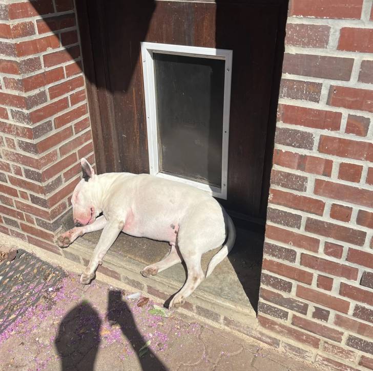 Un English Bulldog Terrier allongé devant une porte et semblant détendu 