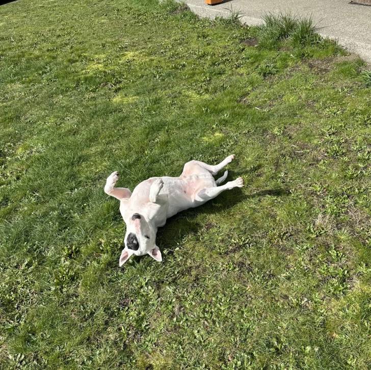 Un English Bulldog Terrier allongé sur un terrain herbeux 