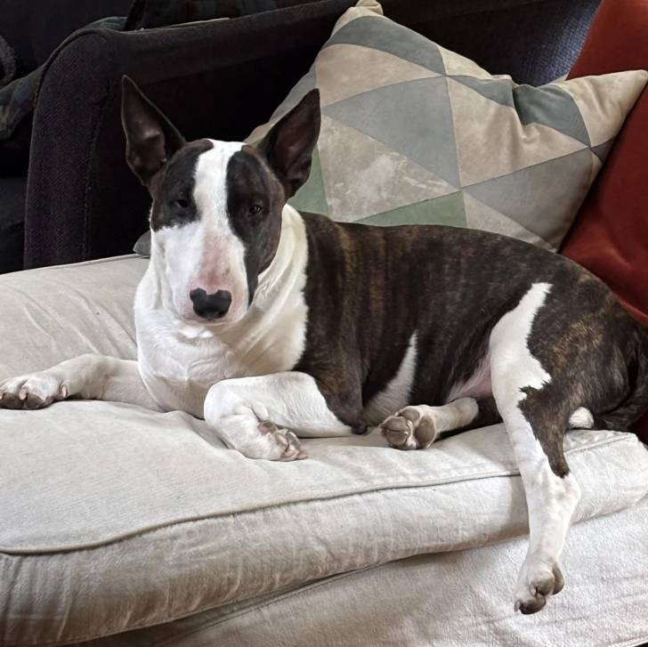 Un English Bulldog Terrier allongé sur un canapé et regardant vers la caméra 