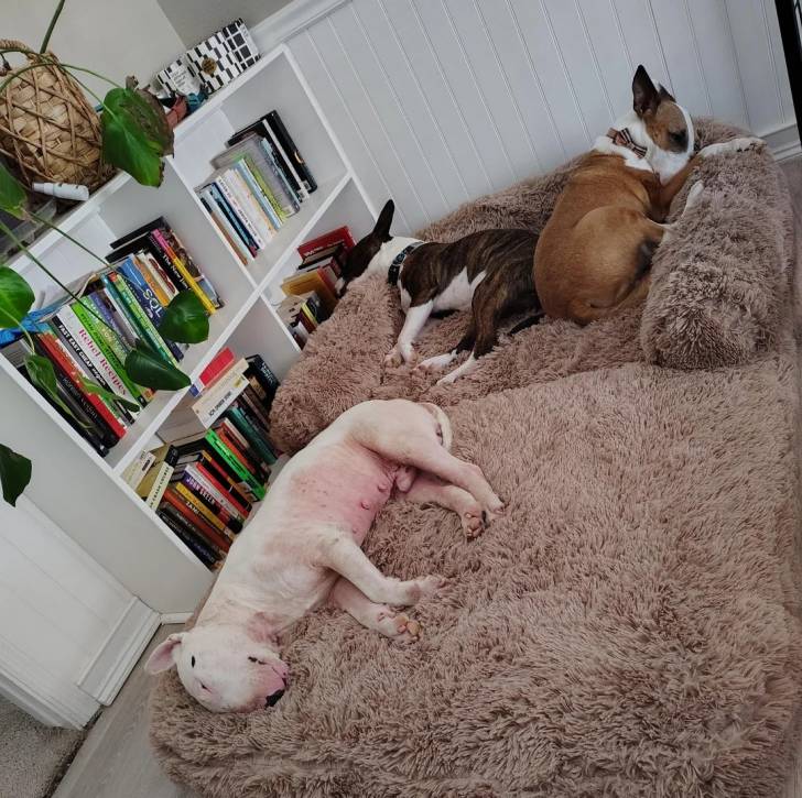 Trois English Bulldog Terrier allongés et semblant tous les trois dormir 