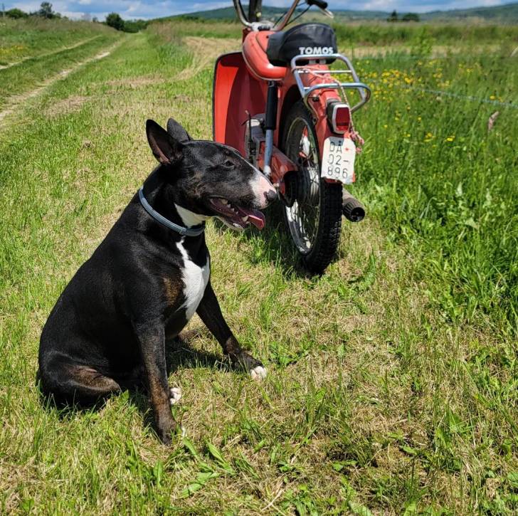 Un English Bulldog Terrier assis sur une surface herbacée et portant un collier autour du cou