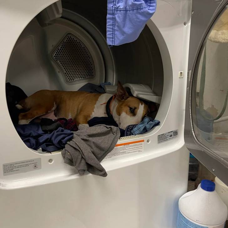 Un English Bulldog Terrier allongé dans une machine à laver et portant un collier autour du cou