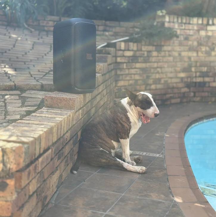 Un English Bulldog Terrier assis devant une piscine et semblant bâiller 
