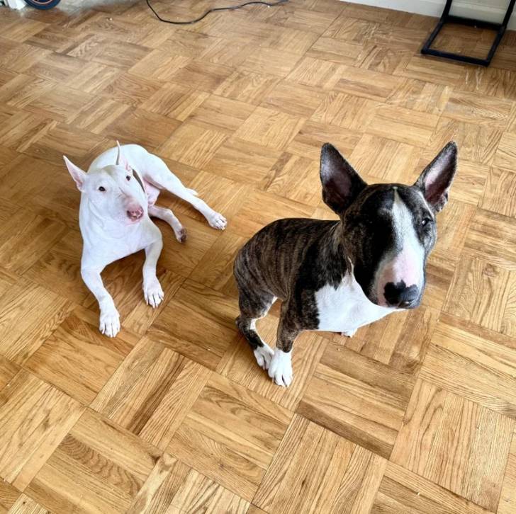 Deux English Bulldog Terrier assis sur un plancher et regardant vers la caméra 