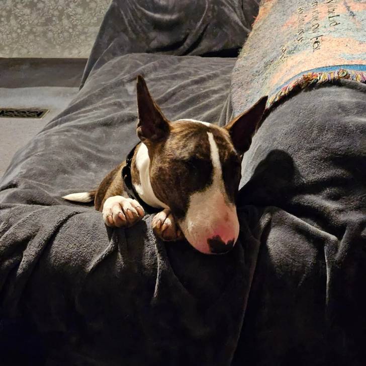 Un English Bulldog Terrier allongé sur un fauteuil et portant un collier autour du cou