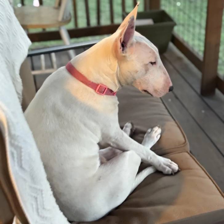 Un English Bulldog Terrier assis sur un fauteuil et portant un collier autour du cou