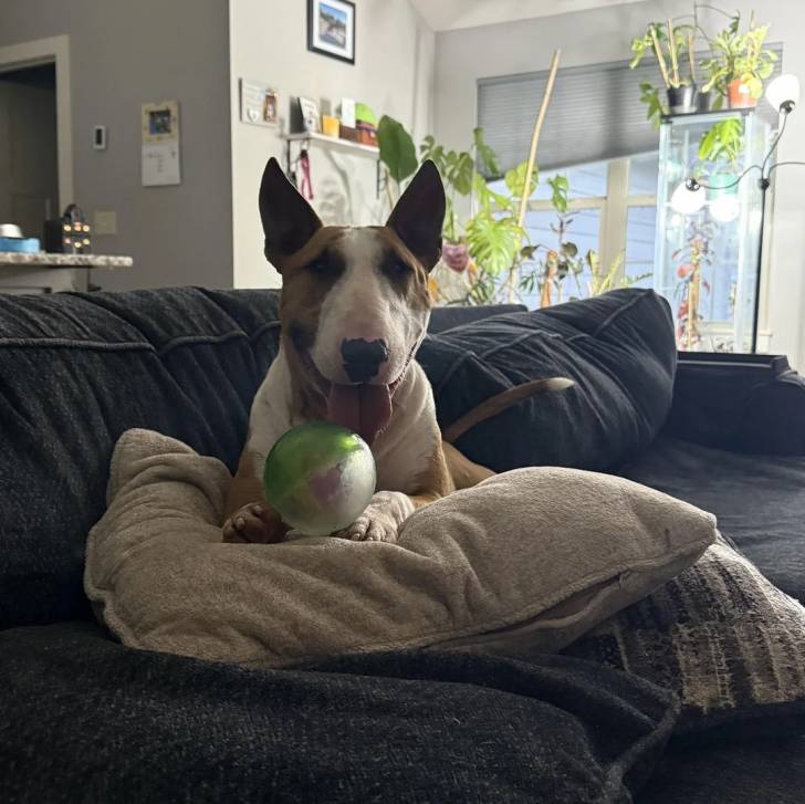 Un English Bulldog Terrier allongé sur un canapé et ayant la langue pendante 