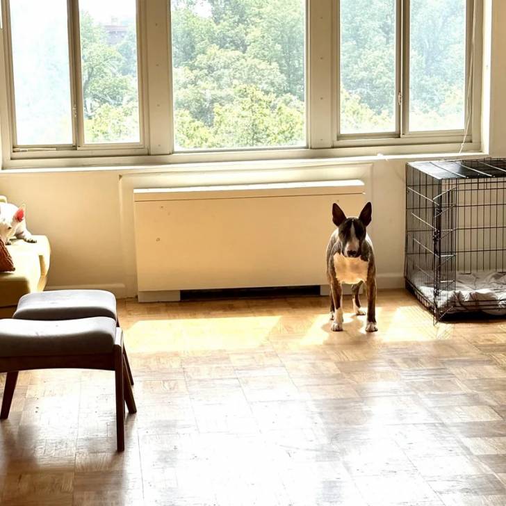 Un English Bulldog Terrier sur un plancher et regardant vers la caméra 