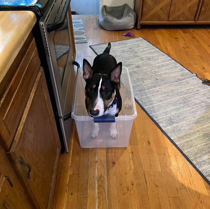 Un English Bulldog Terrier dans une boîte et portant un collier autour du cou