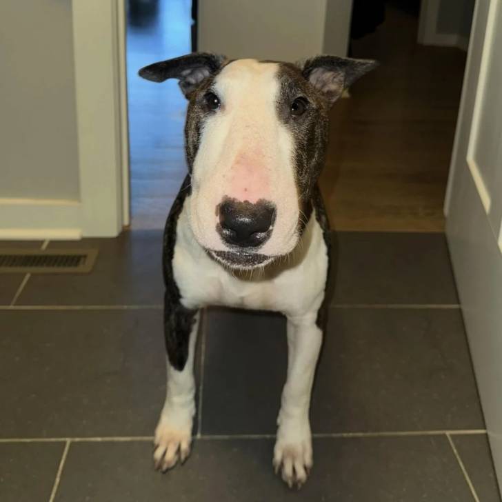 Un English Bulldog Terrier sur un sol carrelé et portant un collier autour du cou