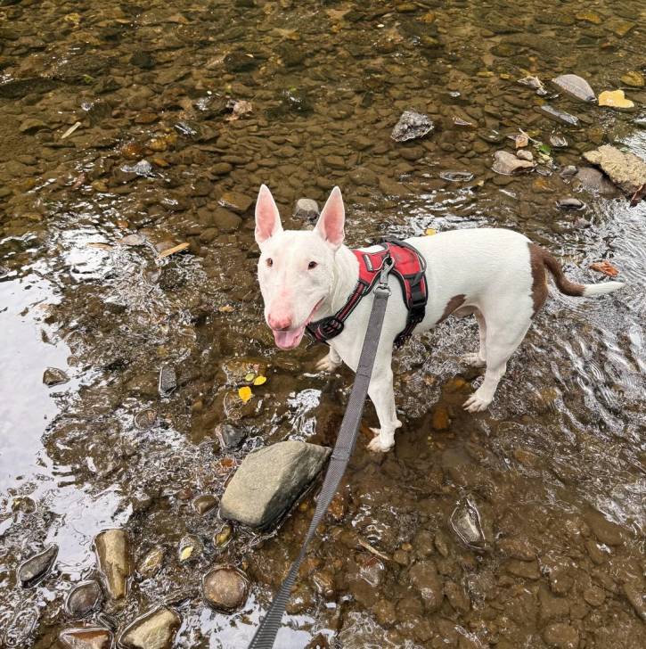 Un English Bulldog Terrier dans l'eau et qui est tenu en laisse 