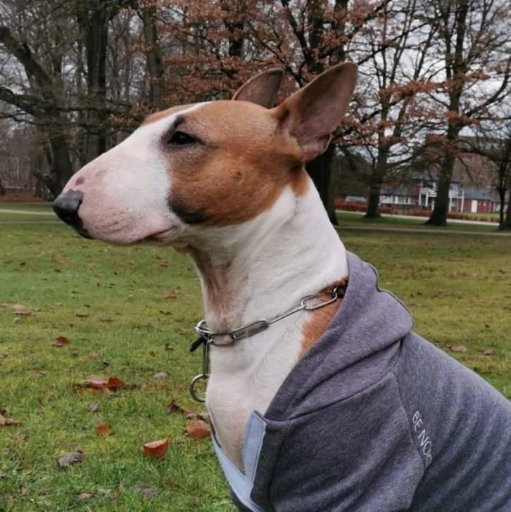 Un English Bulldog Terrier portant un collier autour du cou et un habit pour chien 