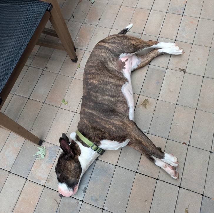 Un English Bulldog Terrier allongé sur un sol pavé et portant un collier autour du cou