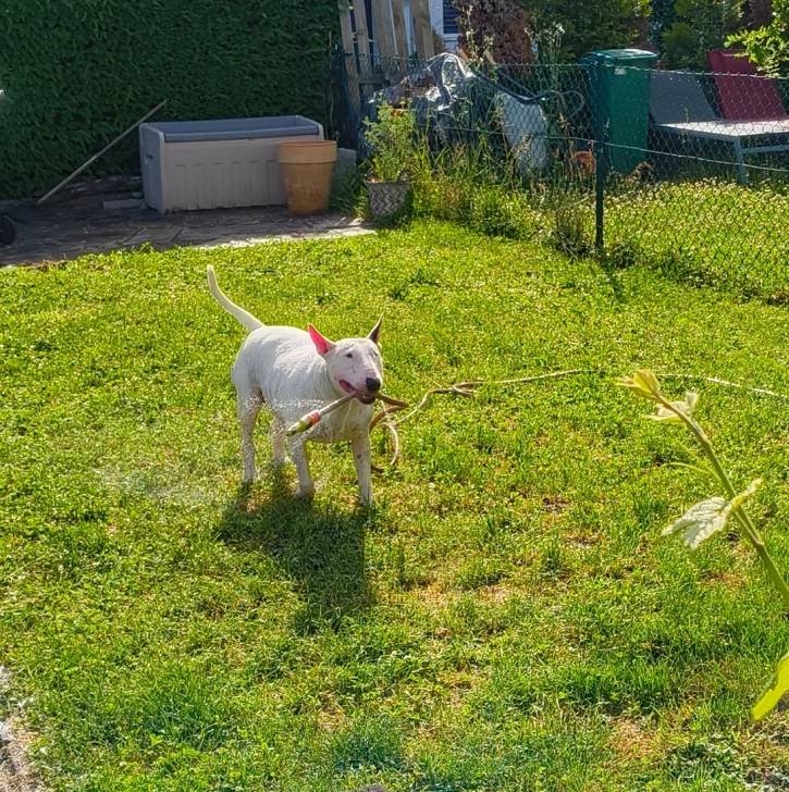 Un English Bulldog Terrier sur une surface herbacée et ayant un tuyau d'arrosage dans sa gueule 