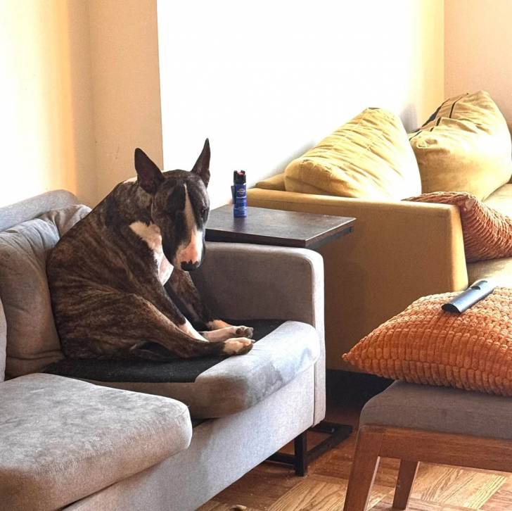 Un English Bulldog Terrier assis sur un canapé et semblant détendu 
