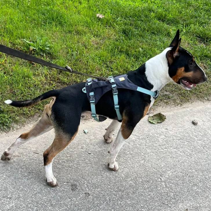 Un English Bulldog Terrier sur une surface bitumée et qui est tenu en laisse 