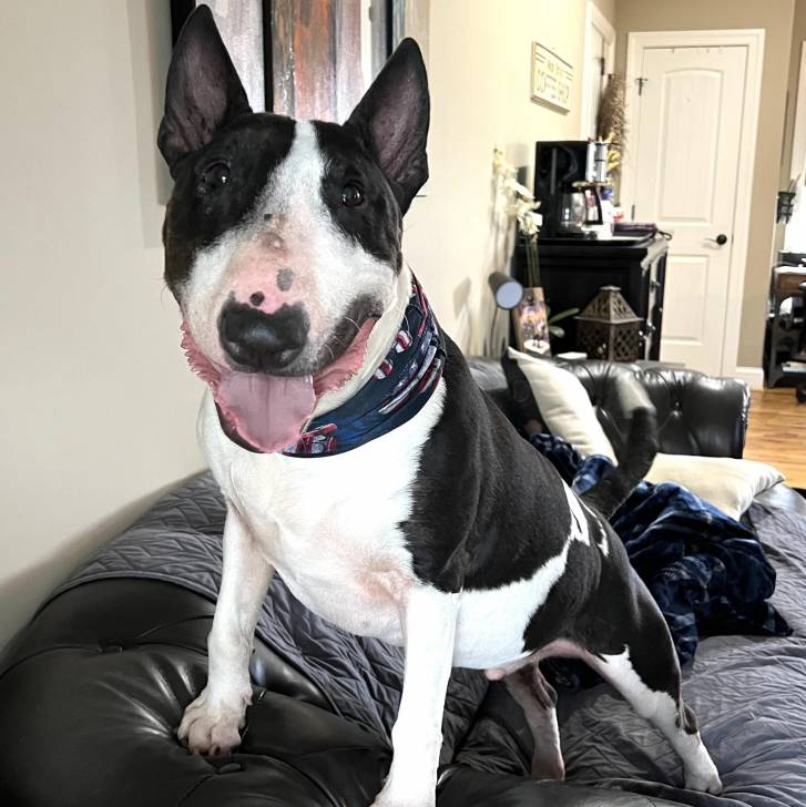 Un English Bulldog Terrier tirant la langue et portant un collier autour du cou