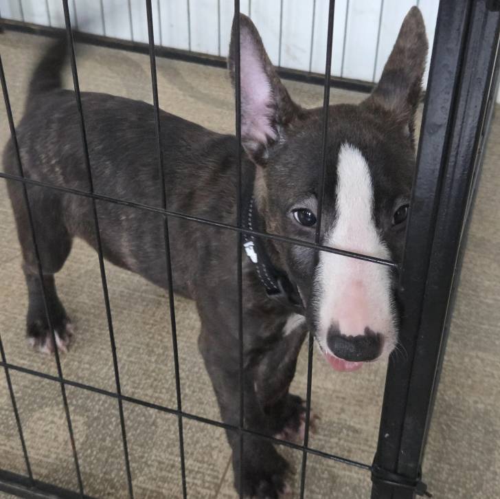 Un English Bulldog Terrier dans une cage et portant un collier autour du cou