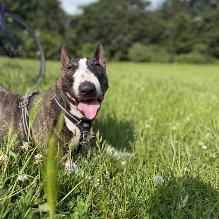 Un English Bulldog Terrier tirant la langue et portant un harnais 