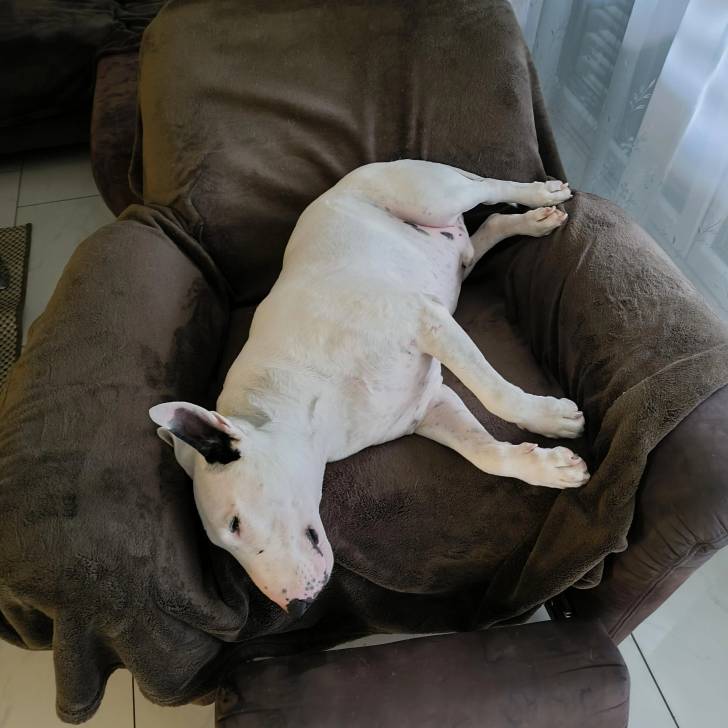 Un English Bulldog Terrier allongé sur un fauteuil et semblant détendu 