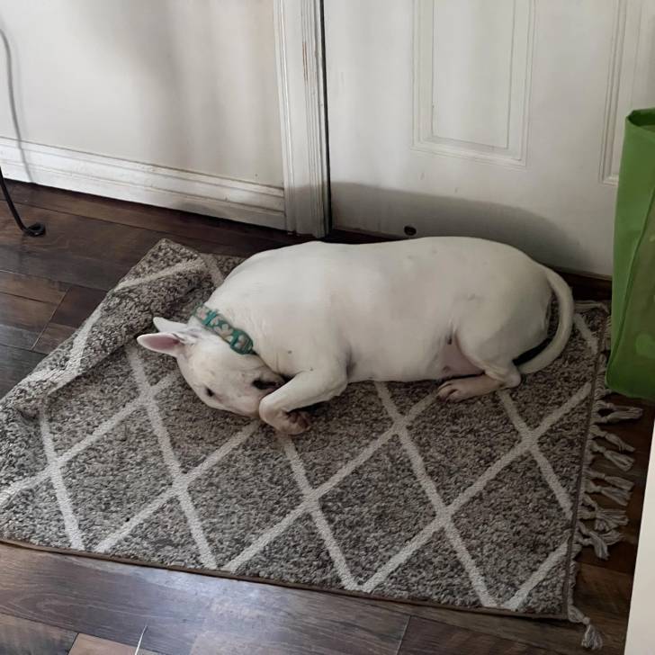 Un English Bulldog Terrier allongé sur un tapis et portant un collier autour du cou