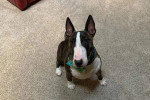 Un English Bulldog Terrier assis sur une moquette et portant un collier autour du cou