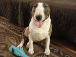 Un English Bulldog Terrier assis sur un tapis et tirant langue 