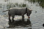 Un English Bulldog Terrier dans l'eau et portant un collier autour du cou
