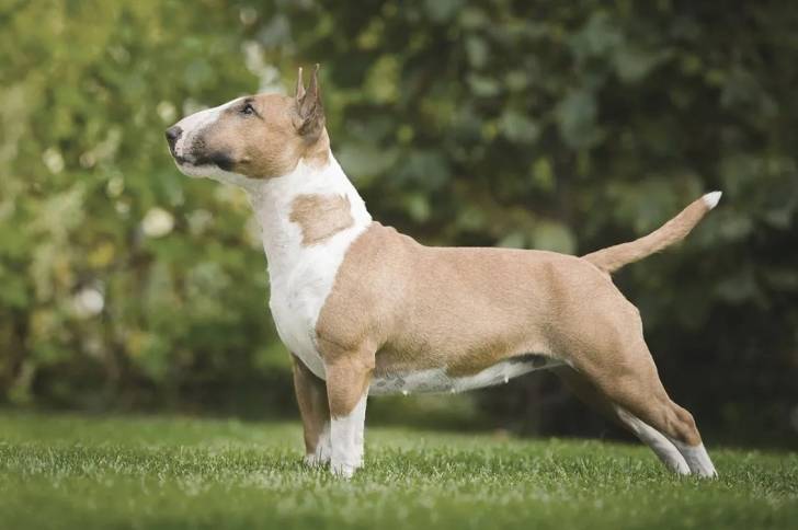 Un English Bulldog Terrier sur une surface gazonnée 