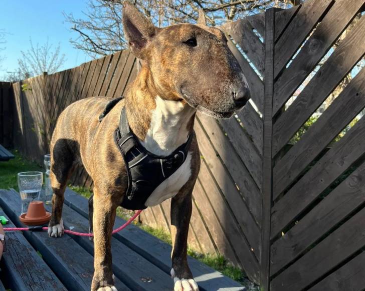 Un English Bulldog Terrier sur une table en bois et qui est tenu en laisse 