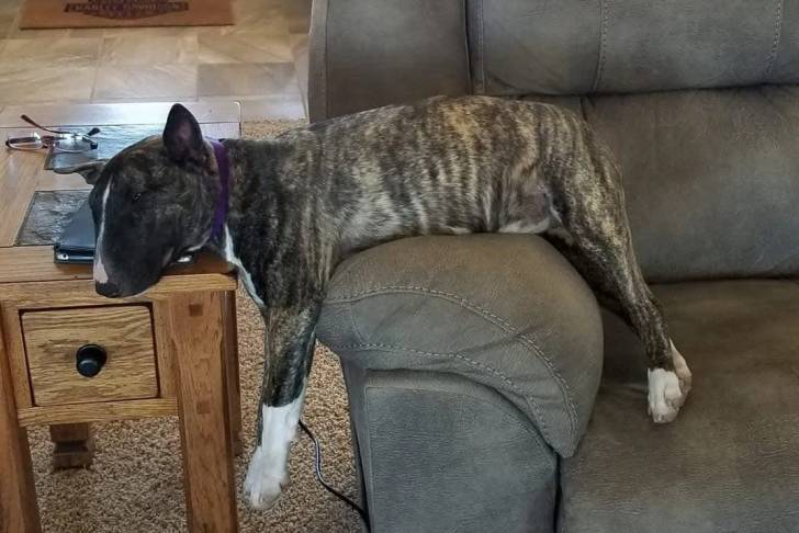 Un English Bulldog Terrier allongé sur un canapé et regardant vers la caméra