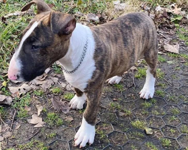 Un English Bulldog Terrier sur une surface herbacée et portant un collier autour du cou 