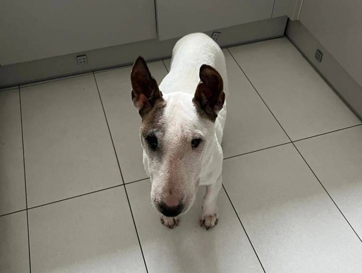 Un English Bulldog Terrier sur un sol carrelé et semblant détendu 