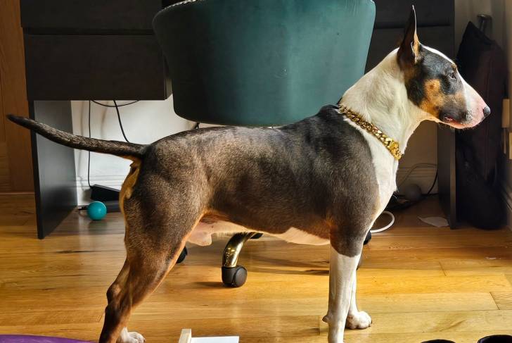 Un English Bulldog Terrier sur un plancher et portant un collier autour du cou