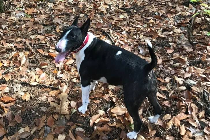 Un English Bulldog Terrier sur un sol jonchés de feuiilles mortes et ayant la langue pendante 