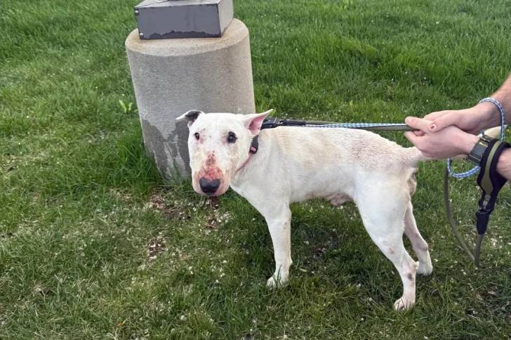 Un English Bulldog Terrier sur une surface herbacée et qui est tenu en laisse 