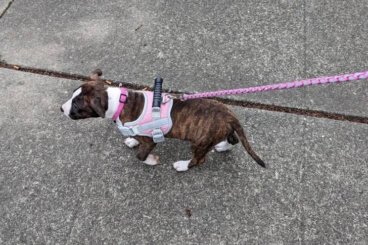 Un English Bulldog Terrier marchant sur une surface bétonnée et qui est tenu en laisse