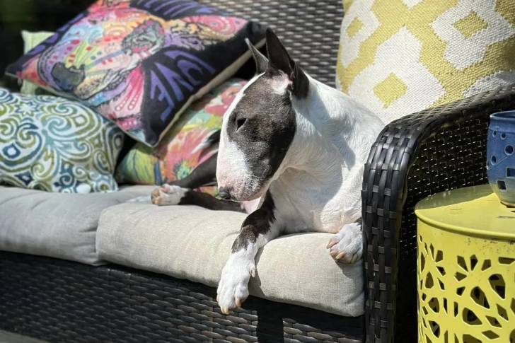 Un English Bulldog Terrier allongé sur un canapé et semblant détendu 