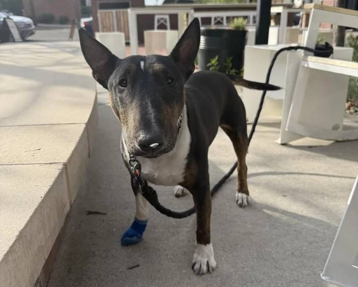 Un English Bulldog Terrier sur une surface gazonnée et qui est tenu en laisse 