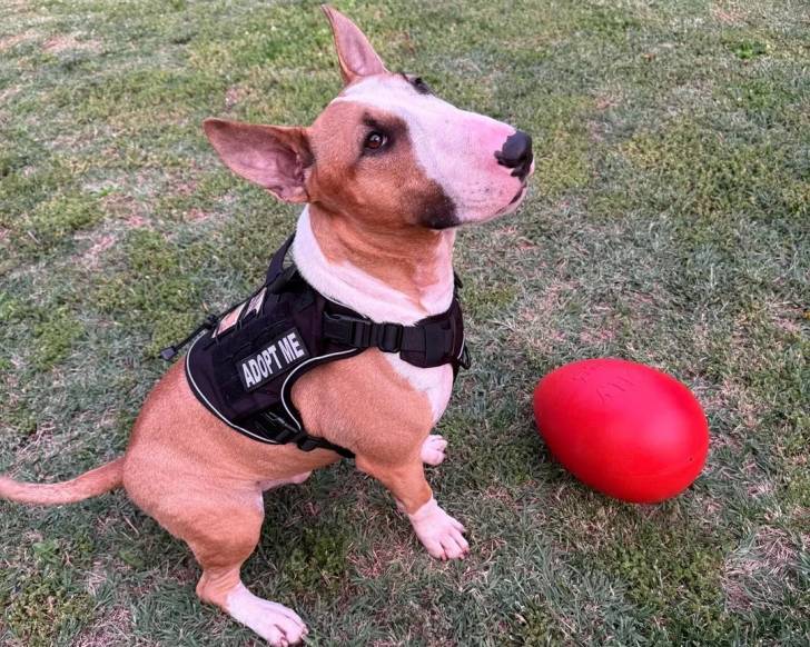 Un English Bulldog Terrier assis sur un terrain herbeux et portant un harnais 