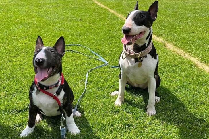 Deux English Bulldog Terrier assis sur une surface gazonnée et qui est tenu en laisse 